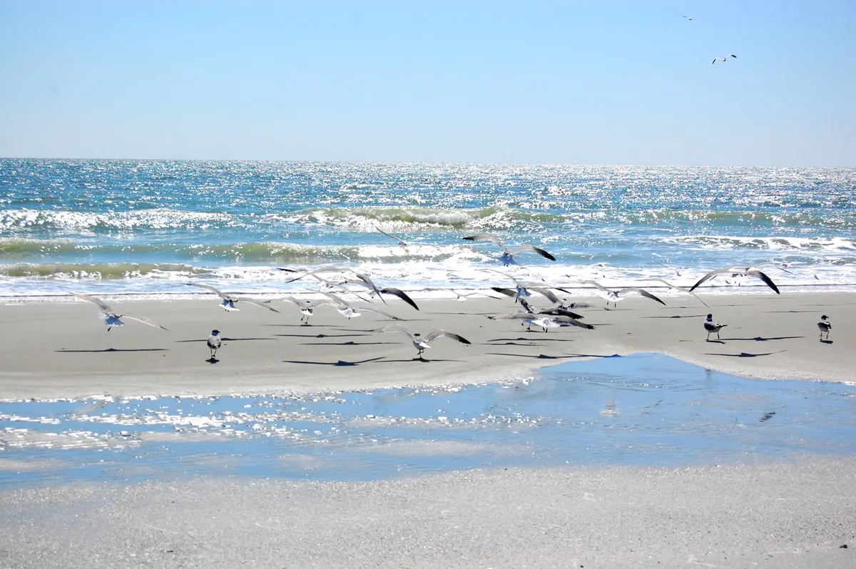A tranquil stretch of sandy beach with gentle waves lapping at the shore, a flock of birds in flight, and the sun casting a warm glow over the shimmering water surface.